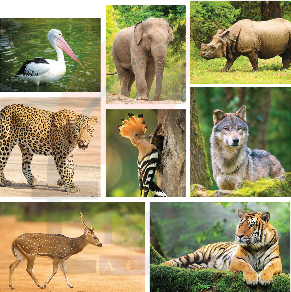 कक्षा 5 हिंदी वीणा अध्याय 8 चित्र 1