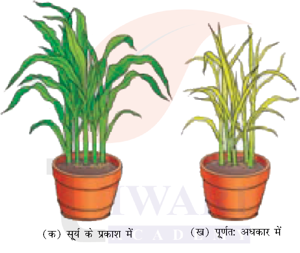 कक्षा 7 विज्ञान जिज्ञासा अध्याय 10 के प्रश्न 6 का चित्र