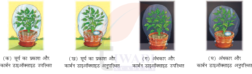 कक्षा 7 विज्ञान जिज्ञासा अध्याय 10 के प्रश्न 7 का चित्र