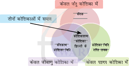कक्षा 8 विज्ञान जिज्ञासा का अध्याय 2 प्रश्न 1 का उत्तर