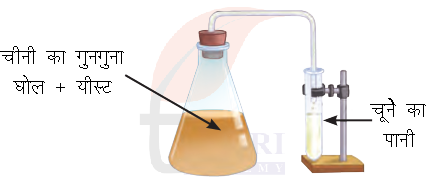 कक्षा 8 विज्ञान जिज्ञासा का अध्याय 2 प्रश्न 9