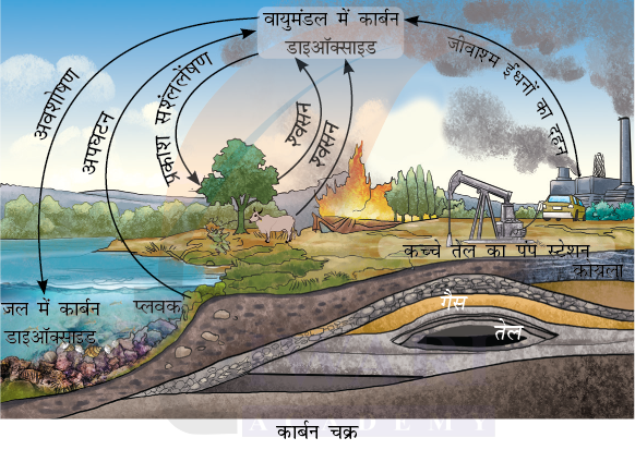 कक्षा 9 विज्ञान अन्वेषण अध्याय 13 प्रश्न 9 का चित्र - कार्बन चक्र