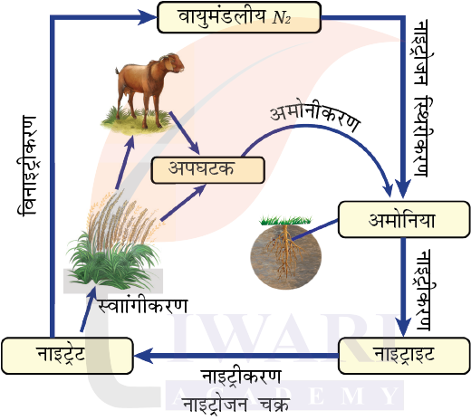 कक्षा 9 विज्ञान अन्वेषण अध्याय 13 प्रश्न 7 का चित्र - नाइट्रोजन चक्र